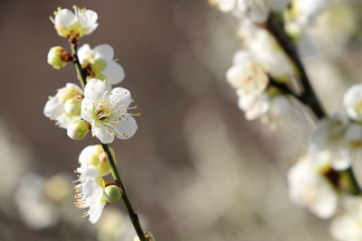 Close-up of white japanese apricot blossoms in spring