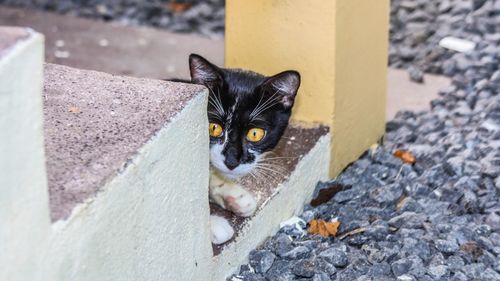 Portrait of black cat