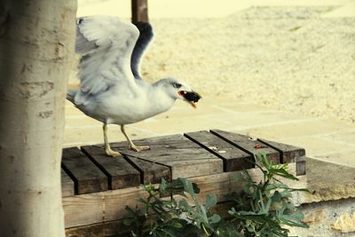 Close-up of bird perching outdoors