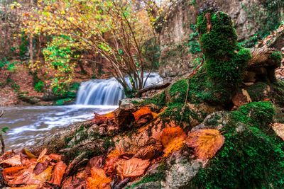 Scenic view of waterfall in forest
