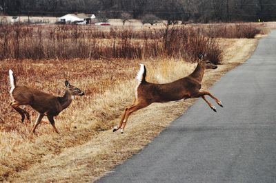 animal