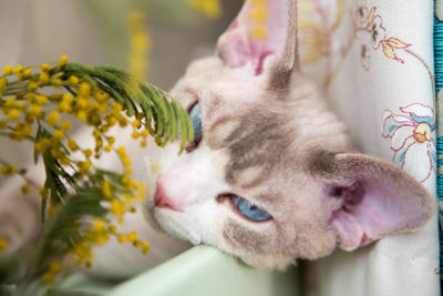 Close-up portrait of cat sleeping on bed