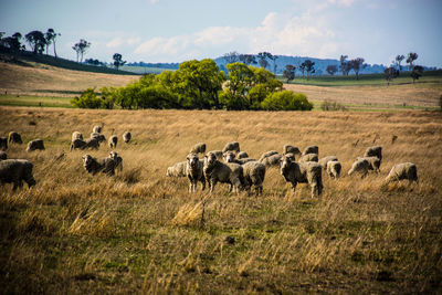 Flock of sheep in a field