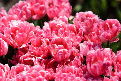 Close-up of pink flowers