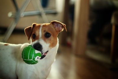 Close-up of dog carrying ball at home