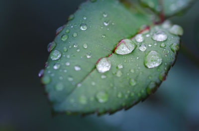 Close-up of raindrops on leaves