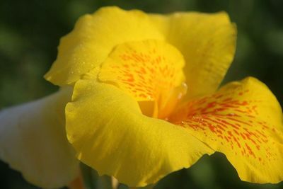 Close-up of yellow flower