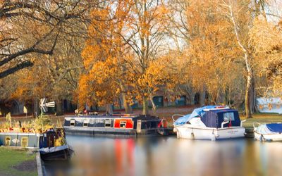 Cars on bridge over trees during autumn