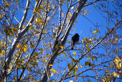 Low angle view of bird perching on tree against clear sky