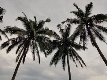 Low angle view of coconut palm trees against sky