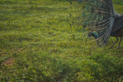 View of an animal on land