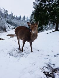 Giraffe standing on snow field during winter