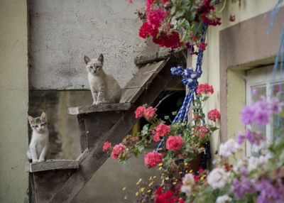 Cats and flowers