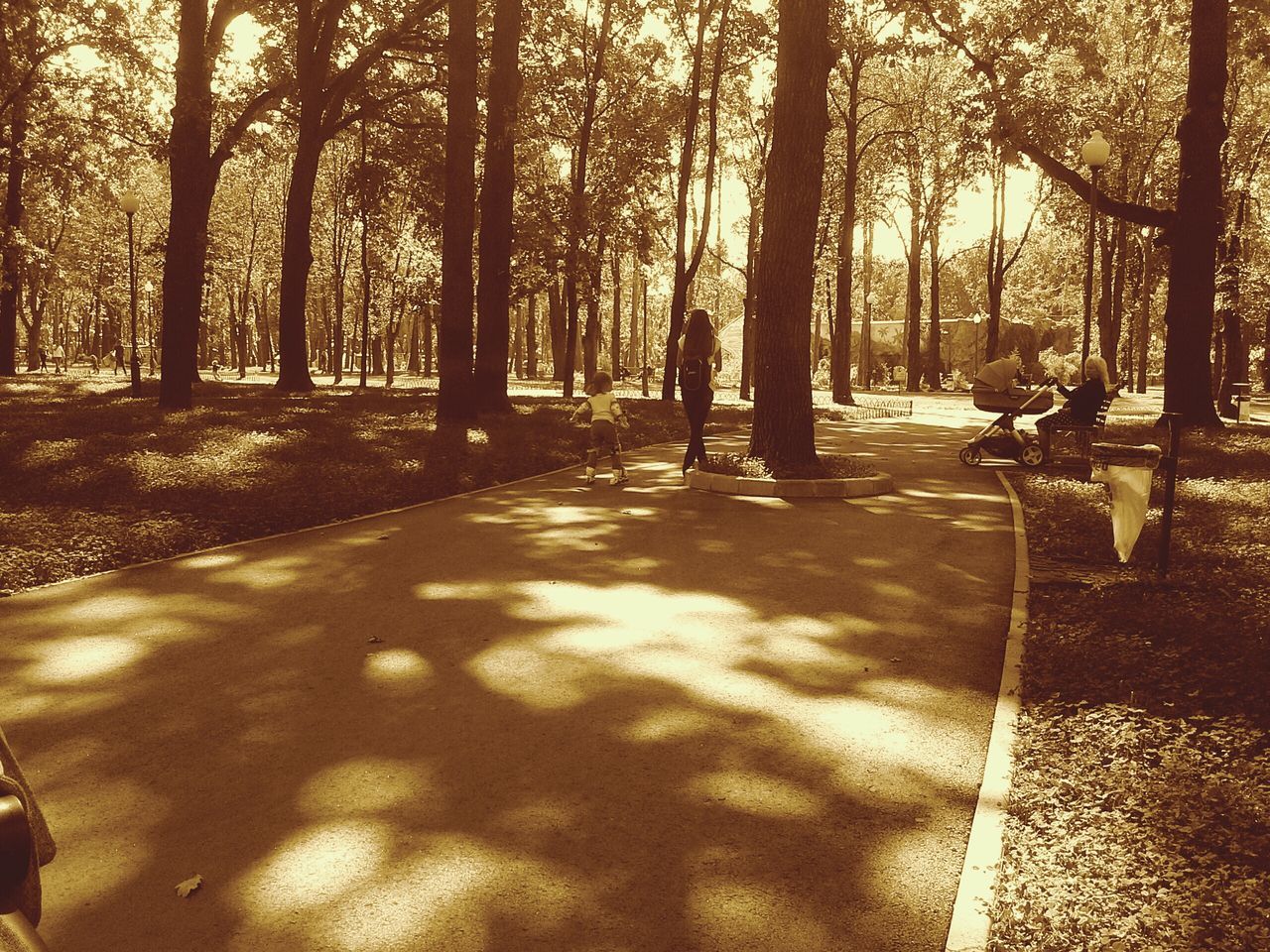 tree, sunlight, tree trunk, shadow, tranquility, nature, tranquil scene, sunset, the way forward, footpath, road, growth, street, sun, scenics, beauty in nature, park - man made space, treelined, sunbeam, outdoors