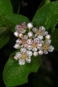 Close-up of pink flowers