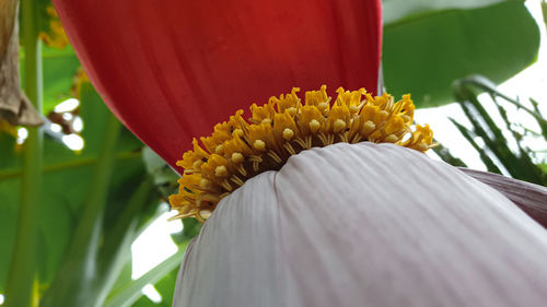 Close-up of yellow flower head