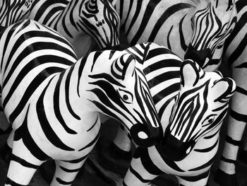 Close-up of a zebra