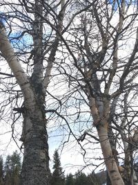 Low angle view of bare tree against sky