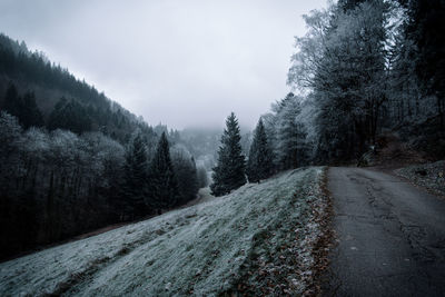 Road amidst trees in forest against sky during winter