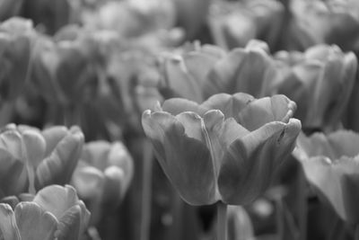 Close-up of tulips