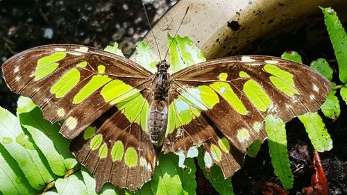 Close-up of butterfly on leaves