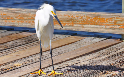 Close-up of bird perching on wood