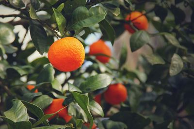 Close-up of orange fruits on tree