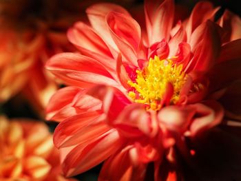 Close-up of red flower blooming outdoors