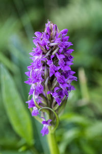 Close-up of purple flowering plant