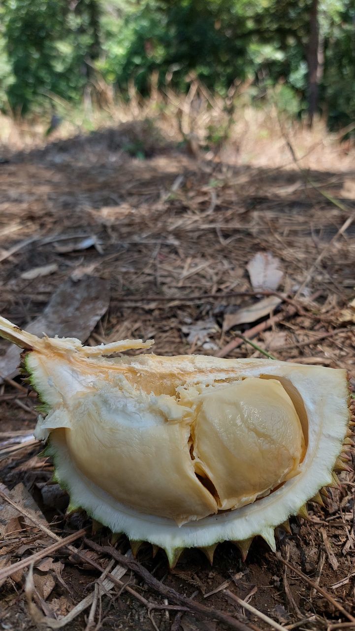 CLOSE-UP OF APPLE ON GROUND