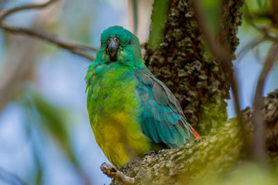 Close-up of parrot perching on branch