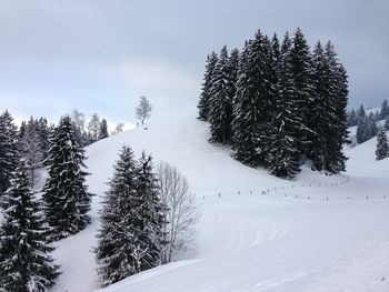 Pine trees on snow covered land against sky