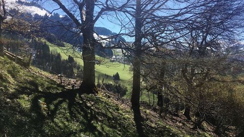 View of bare trees on landscape