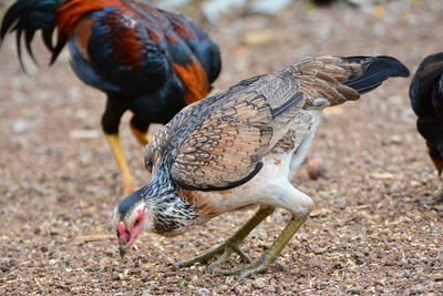 Close-up of birds on land