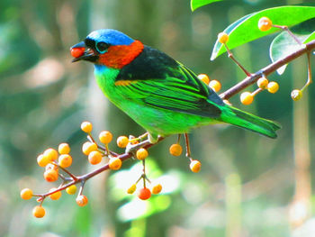 Close-up of bird perching on tree