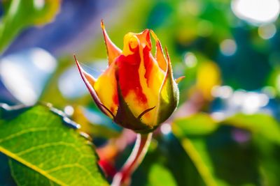Close-up of red flowering plant