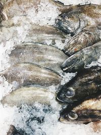 High angle view of fish for sale in market