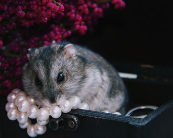 Close-up of hamster in box