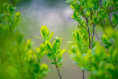 Beautiful, fresh green blueberry leaves in spring forest. seasonal scenery of northern europe.
