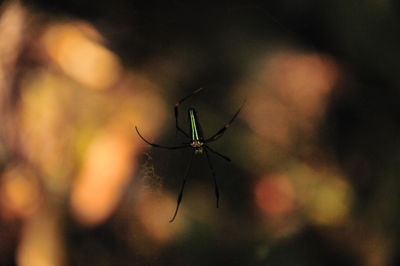 Close-up of insect on web