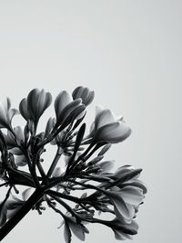 Low angle view of flower tree against clear sky
