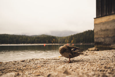View of bird perching on a wall