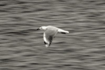 Seagulls on white background
