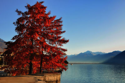 Tree by sea against clear sky