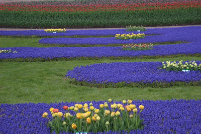 Multi colored flowers in field