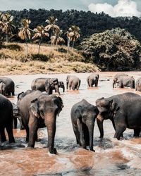 Elephants in lake