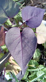 Close-up of leaves on plant