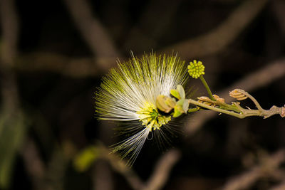 Close-up of yellow flowering plant