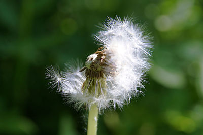 Close-up of dandelion flower against blurred background