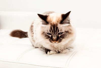 Close-up portrait of cat